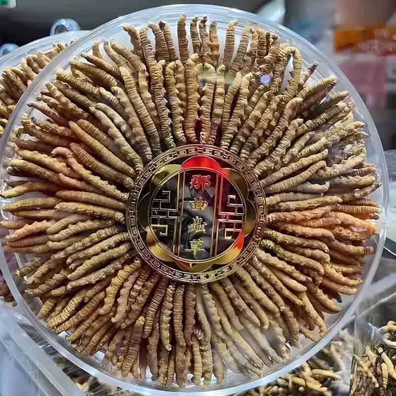 收購青海玉樹冬蟲夏草