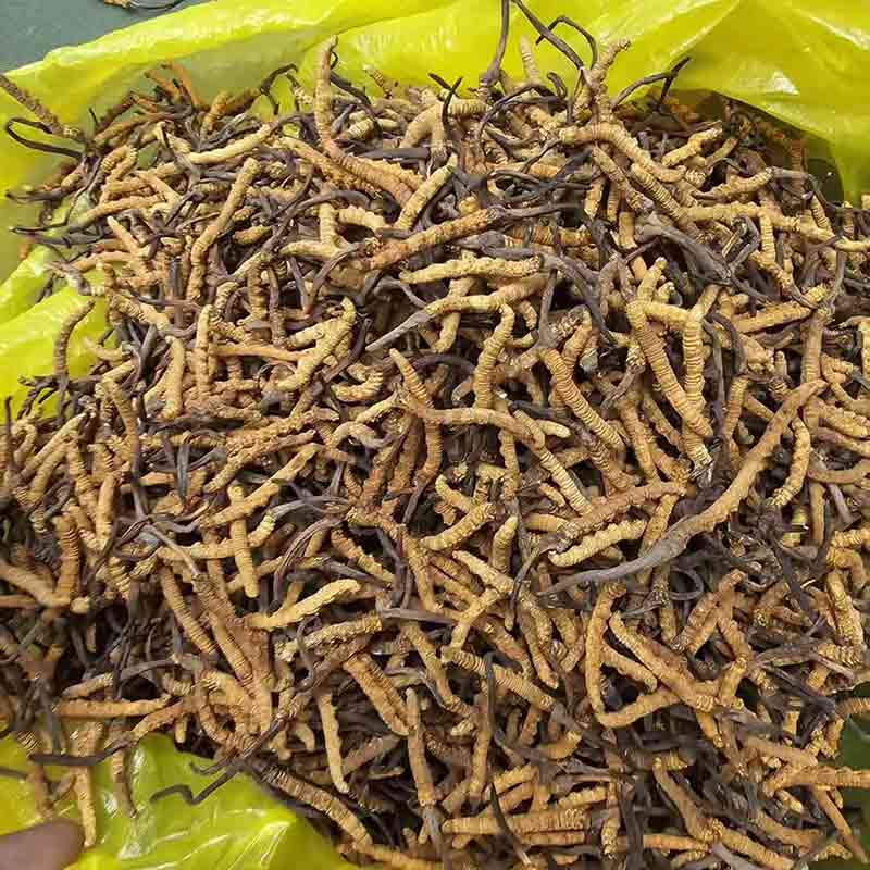收購大規格至尊王草