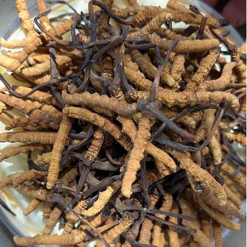 收購名牌老字號蟲草禮盒