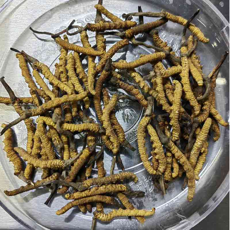收購陳年珍藏老蟲草